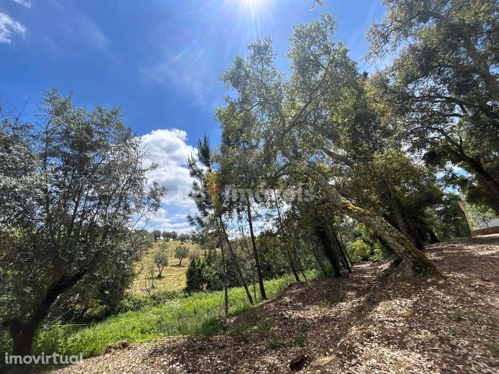 2 Terrenos rústicos - Pardielas, Ferreira do Zêzere - Grande imagem: 2/8