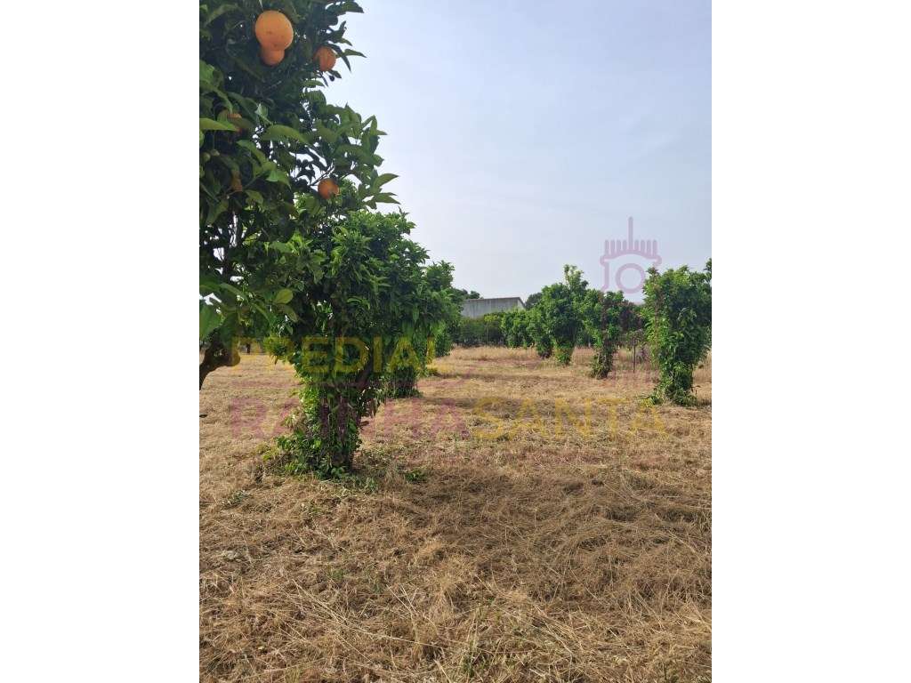 Lote para construção - Cartaxo - Grande imagem: 2/20