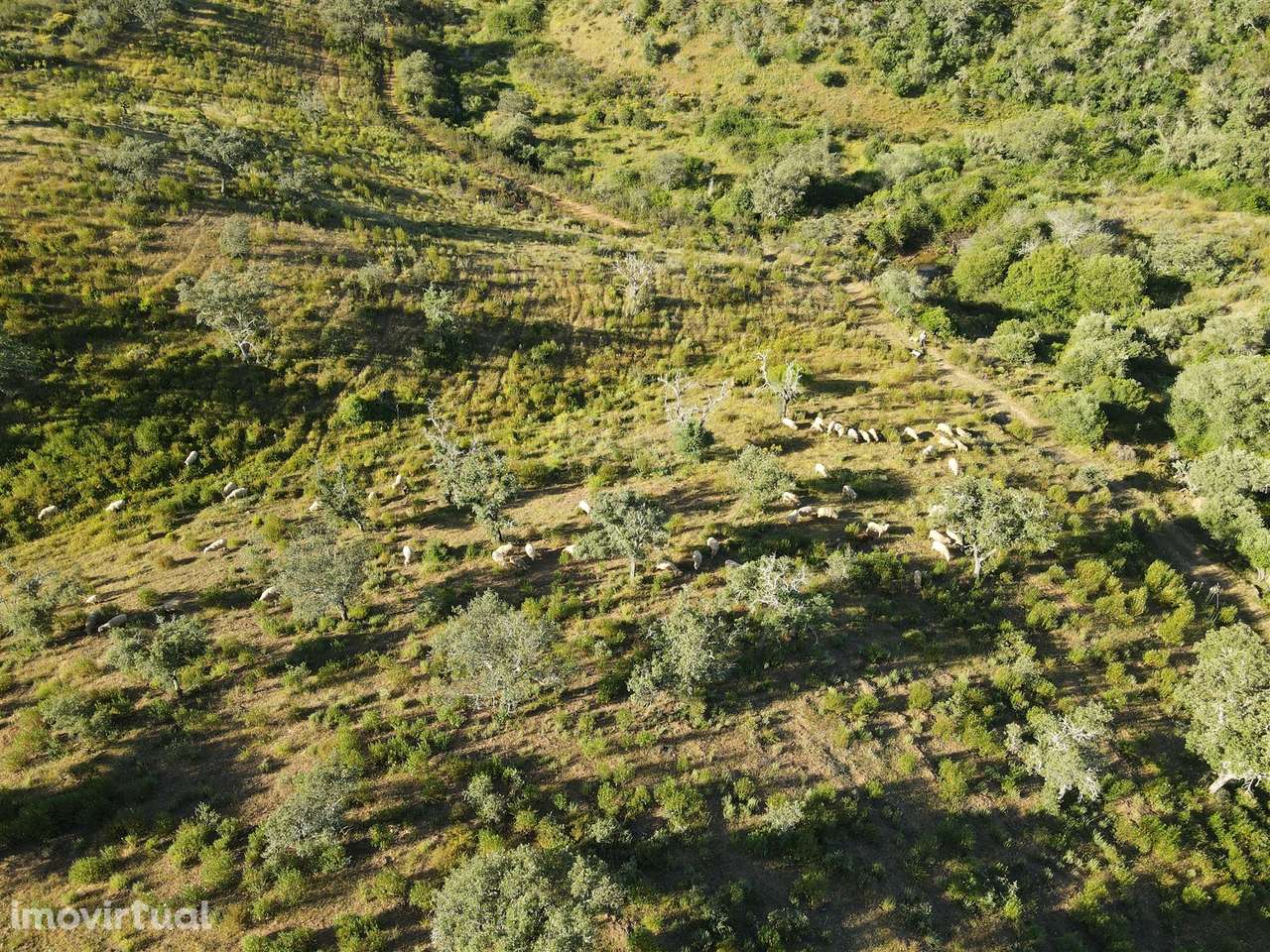 Terreno Rústico  Venda em Ourique,Ourique - Grande imagem: 3/31