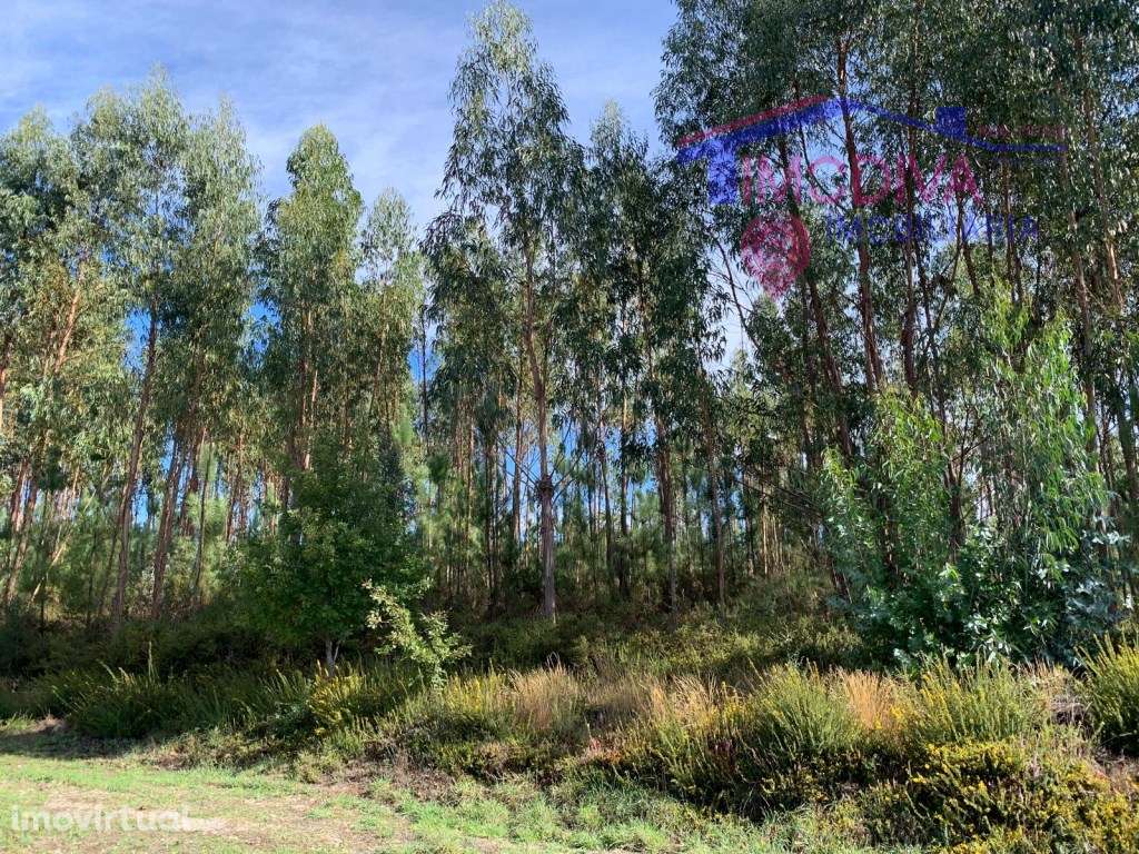 Terreno com viabilidade de Construção em Vila Facaia, Pedrogão Grande - Grande imagem: 3/4