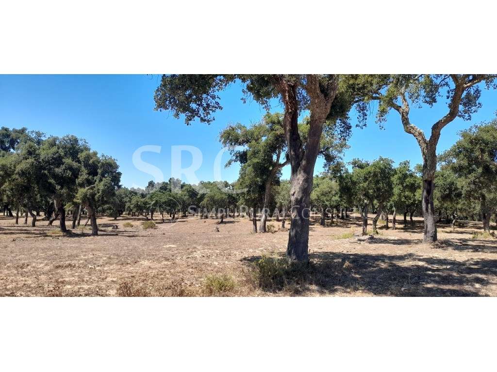 Herdade Mista Vendas Novas - Grande imagem: 4/6