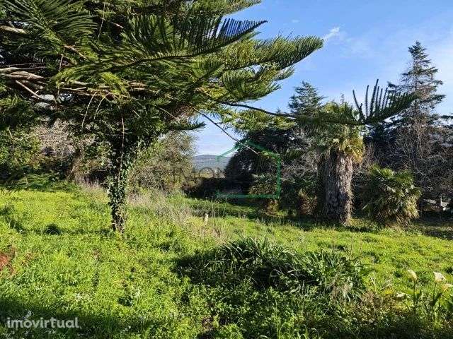 Quintinha em Riba de Âncora, com casa em pedra para recuperar . - Grande imagem: 4/6