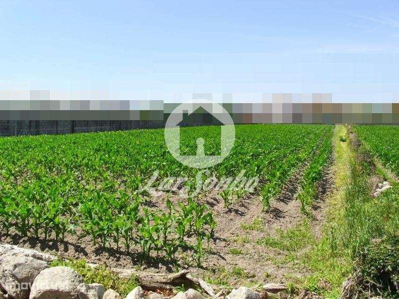 Terreno Agrícola c/ 2.440m2 em Touguinha - Vila do Conde - Grande imagem: 2/2