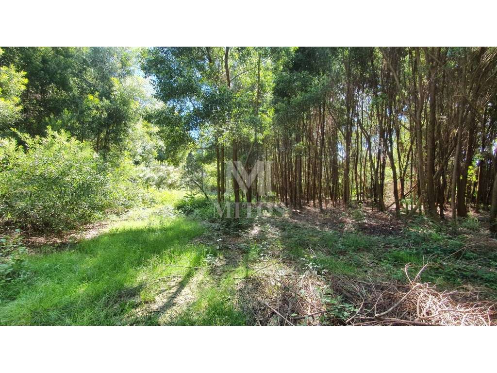 Magnífico Terreno Moledo/Cristelo - Grande imagem: 3/12