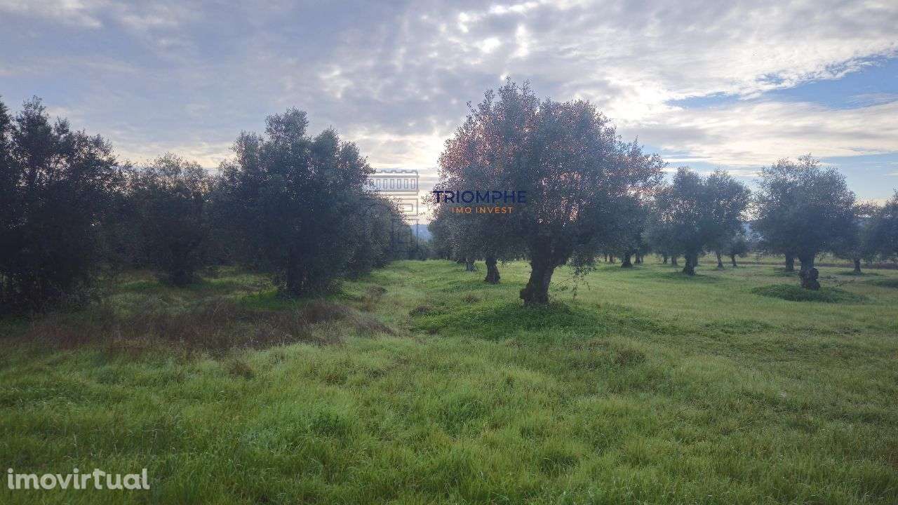 Terreno rústico 2.9000m2, Montalvo, Constância - Grande imagem: 2/8
