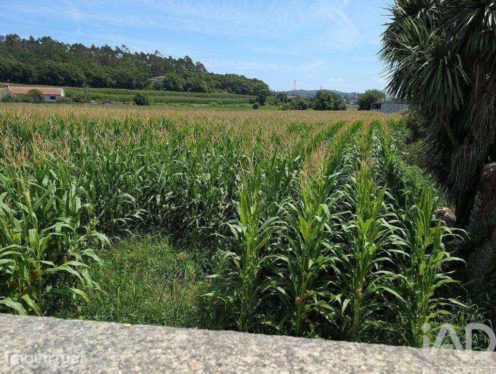 Terreno Agrícola em Rio Mau e Arcos - Grande imagem: 5/5