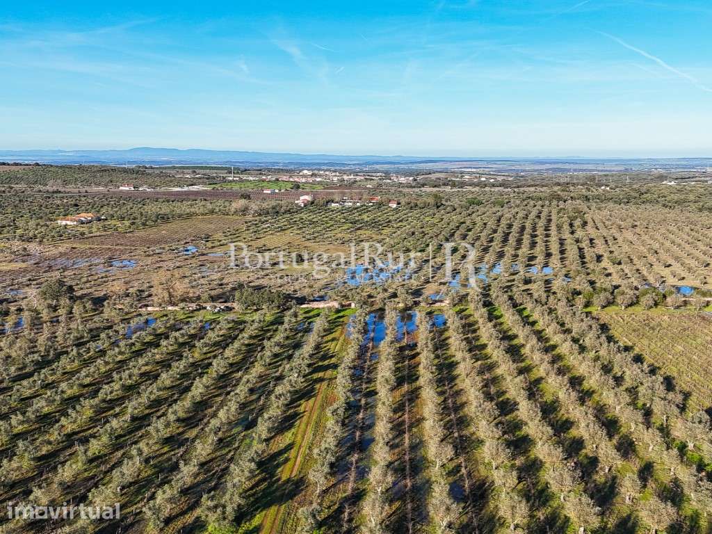 Quinta de 9,6 ha com ruína e vinha em Estremoz - Grande imagem: 2/30