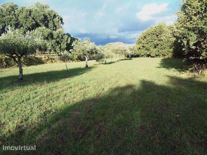 Terreno agrícola com Palheiro - Grande imagem: 2/5