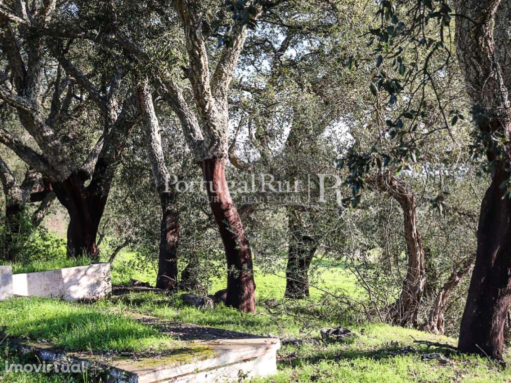 Terreno com 5.000 m2 no Alandroal - Grande imagem: 3/13