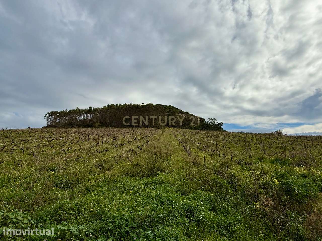 Terreno Rústico c/17 960m2 e vinhas antigas - Grande imagem: 5/11