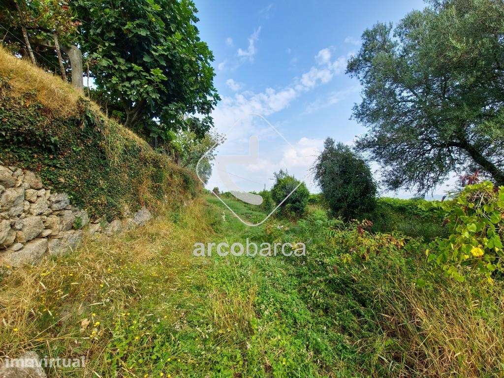 Terreno agrícola com vinha produtiva em Gondufe - Ponte de Lima - Grande imagem: 5/6