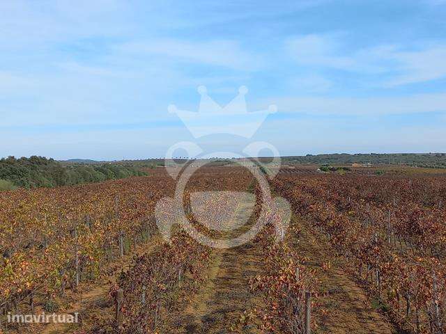 Vinha Premium com 11,75 ha em Reguengos de Monsaraz - Grande imagem: 3/8