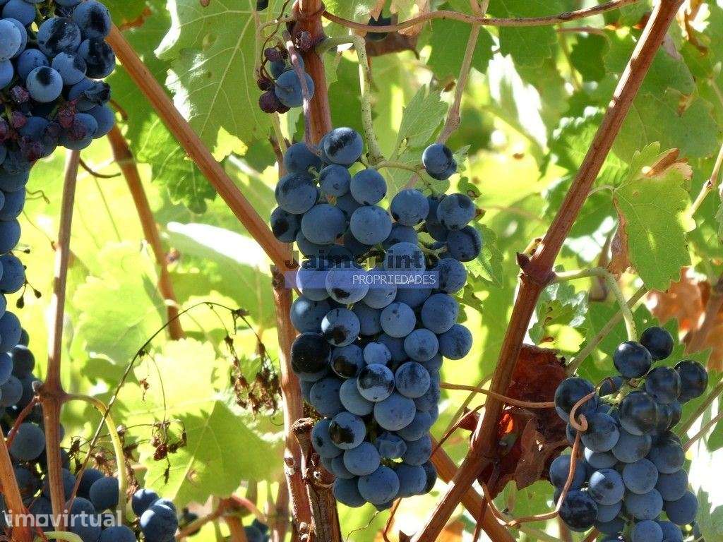 Vinha 8ha, Quinta 13,2ha, Adega, Marcas. Portugal, Beira Interior, ... - Grande imagem: 2/9