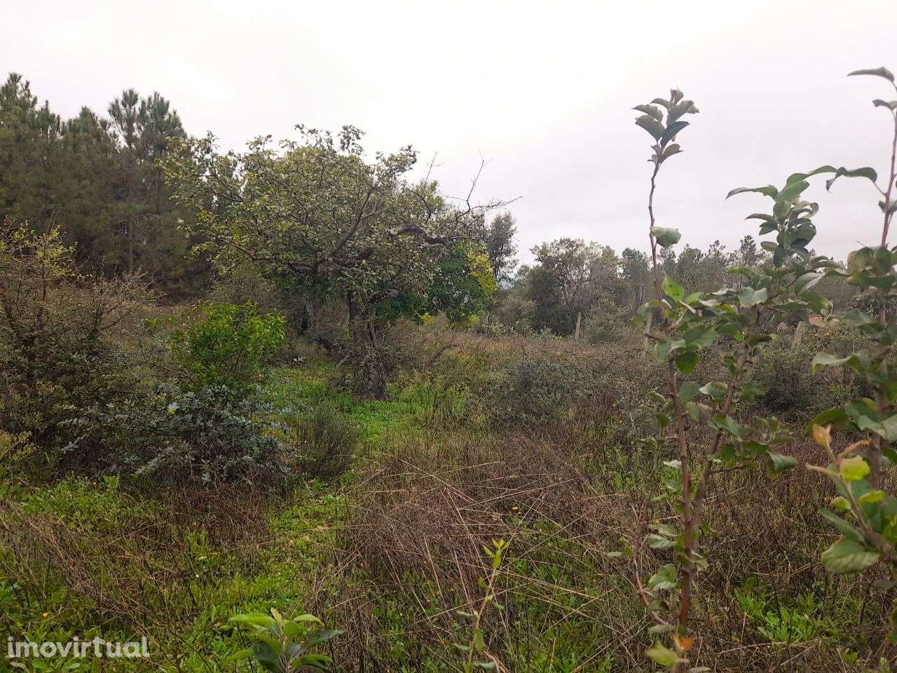 Quinta - Grande imagem: 3/12