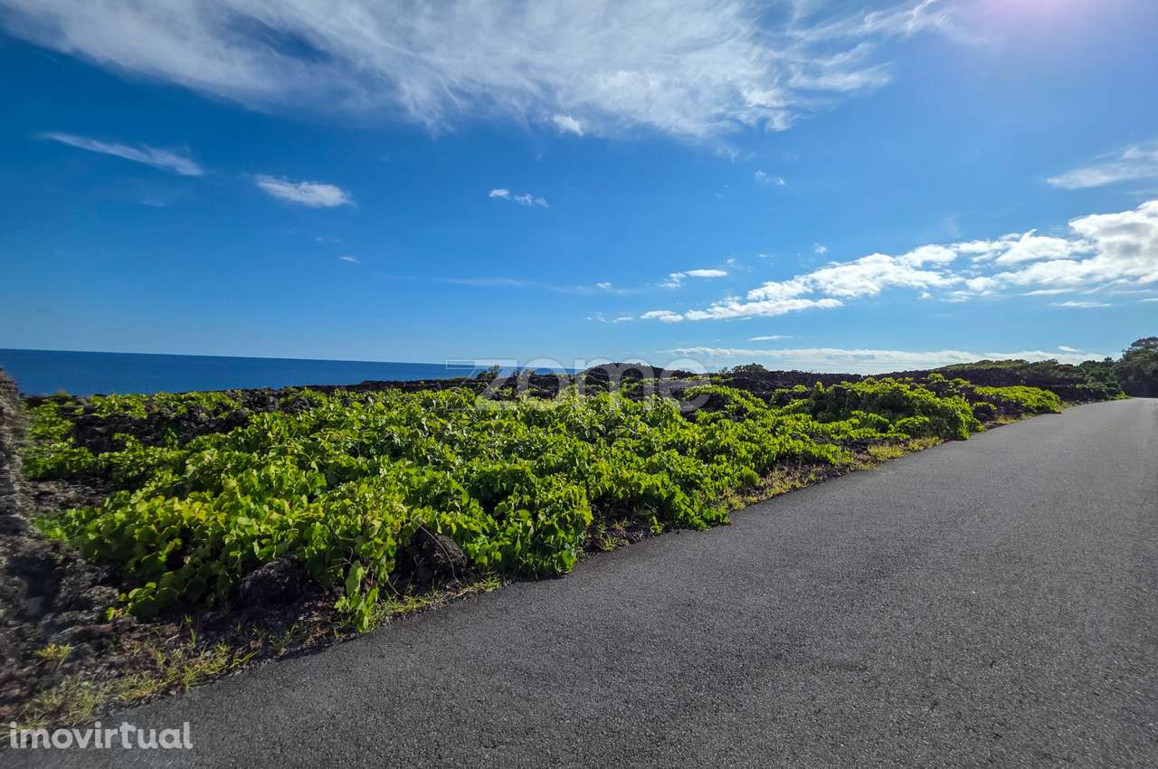 Terreno de vinhas com 1.467 m2, em São Caetano na Ilha do Pico - Grande imagem: 5/12