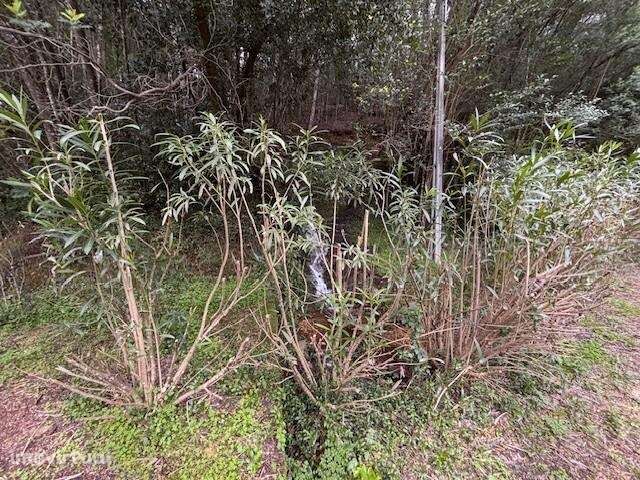 Terreno com 3.700 m2 nas termas de Vale da Mó - Grande imagem: 3/32