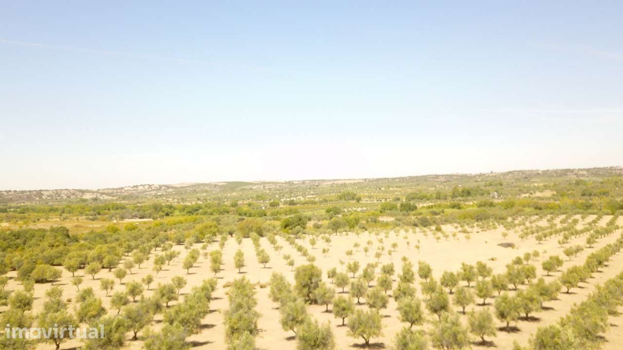 20 HECTARES COM OLIVAL E 417 M² C p/ RECUPERAR NO CORAÇÃO DO ALENTEJO - Grande imagem: 4/56