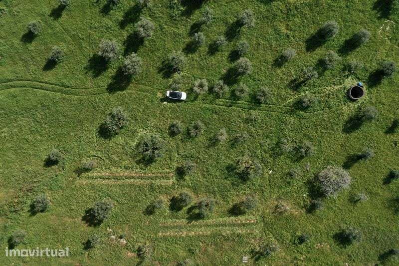 Olival Tradicional Sequeiro em Terreno Rustico - Grande imagem: 2/12