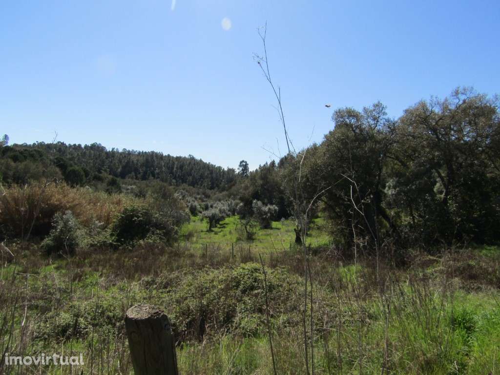 Terreno da Figueira Regal , Sardoal - Grande imagem: 4/10