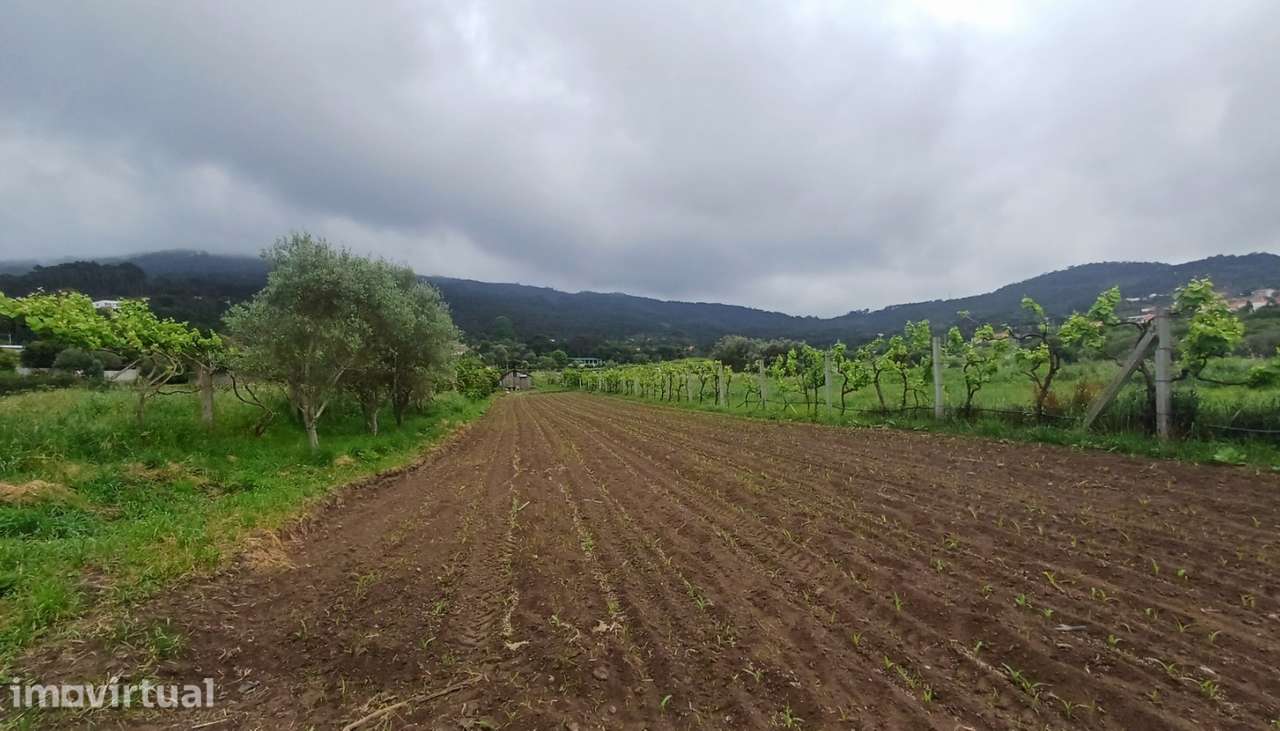 Terreno para venda, Âncora, Caminha - Grande imagem: 4/13