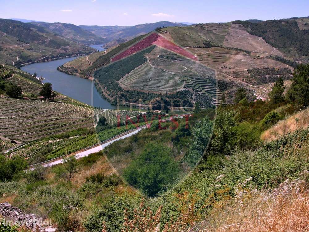 Quintinha  Venda em Valença do Douro,Tabuaço - Grande imagem: 4/11