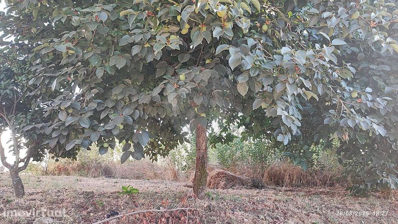 Terreno  para venda - Grande imagem: 5/5