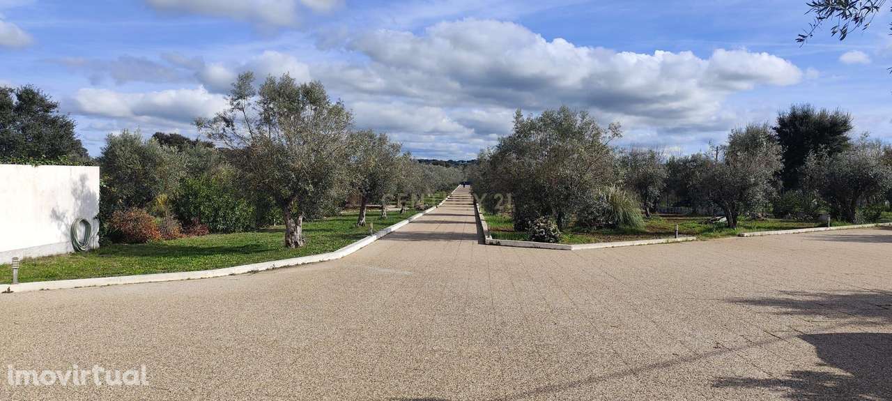 Encantadora Herdade em Avis - Portalegre com Olival e Bons Acessos - Grande imagem: 3/54