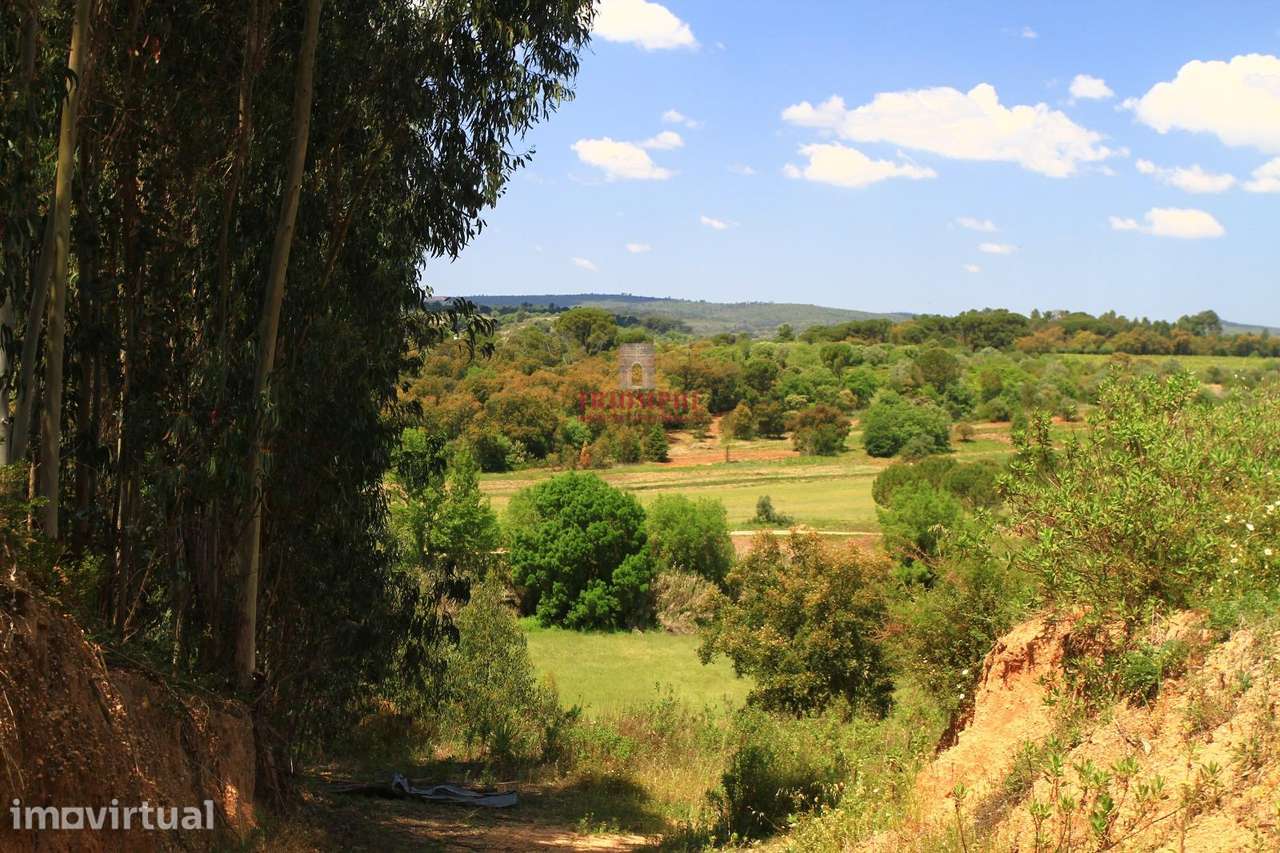 Terreno 35.000m2, Madalena e Beselga, Tomar - Grande imagem: 3/23
