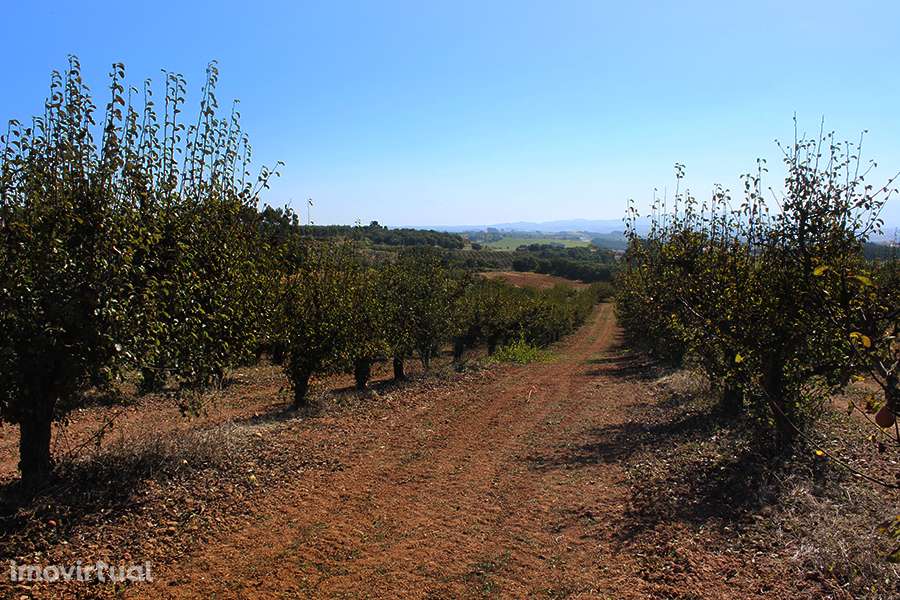 Terreno urbanizável, vista magnífica para Sul entre Óbidos e Bombarral - Grande imagem: 5/7