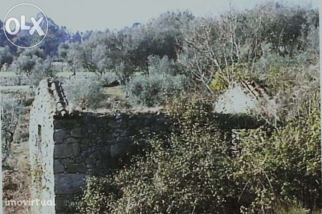 Quinta com casa para recuperar - Grande imagem: 3/4