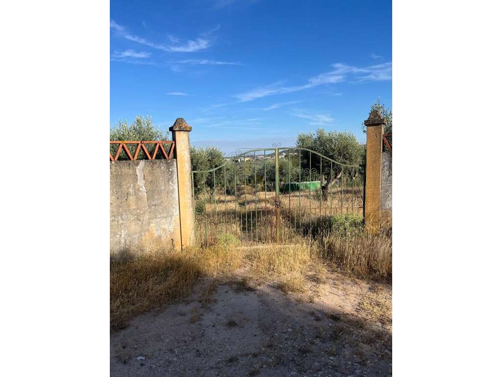 Olival 10.000 mt2 com 600 oliveiras - Grande imagem: 3/10