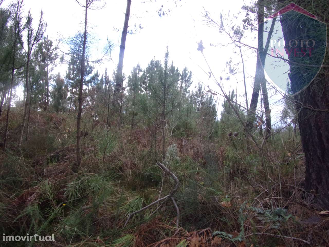Terreno Para Construção  Venda em Silgueiros,Viseu - Grande imagem: 4/12