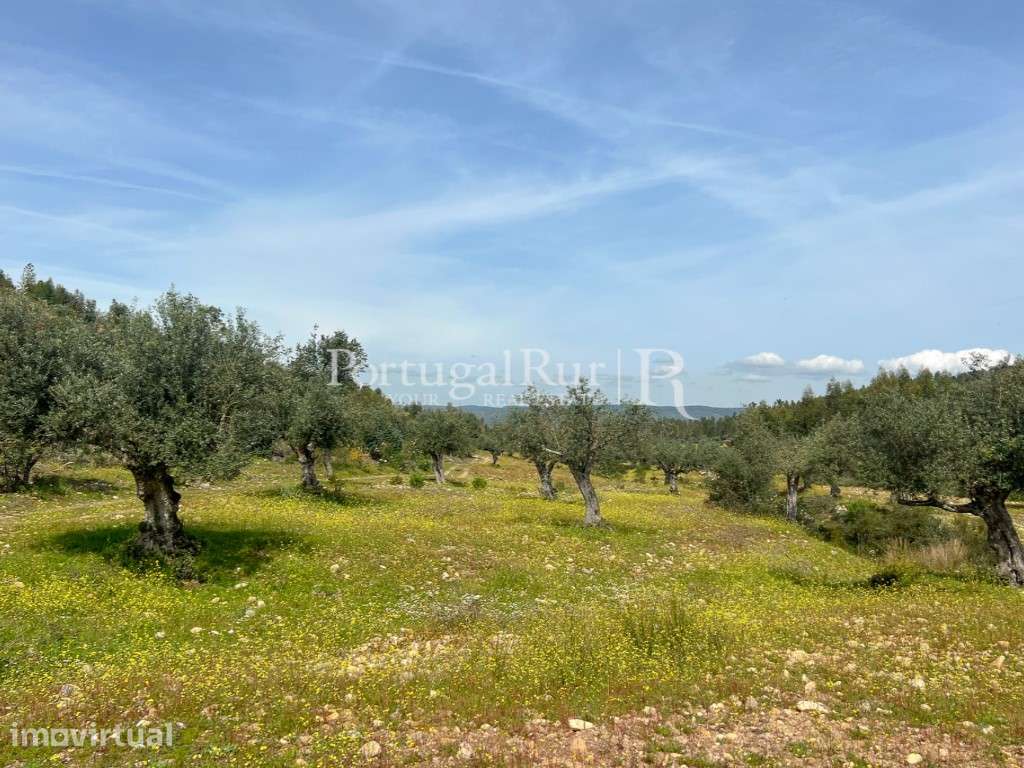 Herdade de 47,7ha com eucaliptal - Grande imagem: 4/32