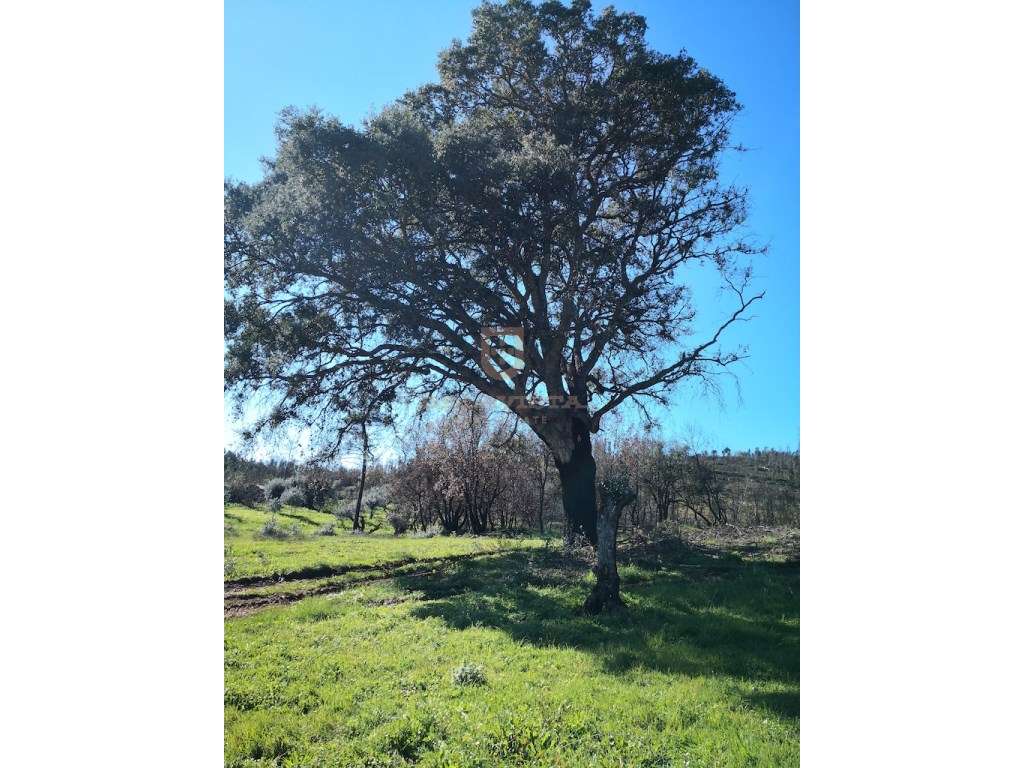 Oportunidade moradia T2 no campo - Freixianda - Grande imagem: 4/8