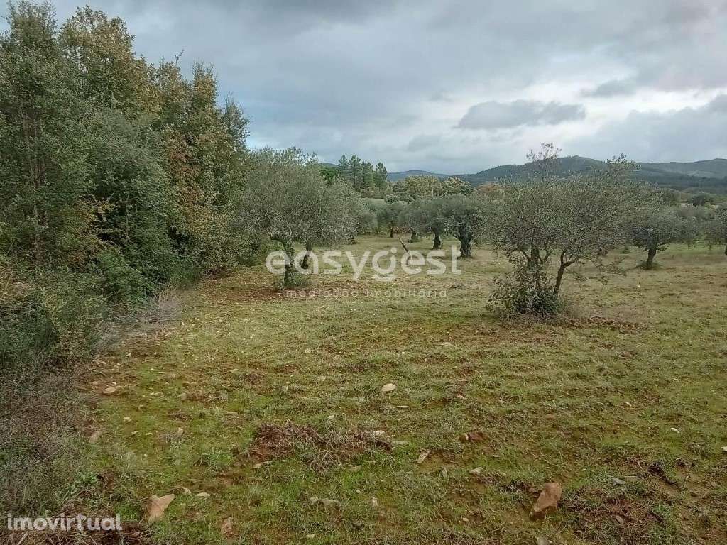 Terreno Rustico com cultura de oliveiras no Vale Senhora da Povoa - Grande imagem: 3/24