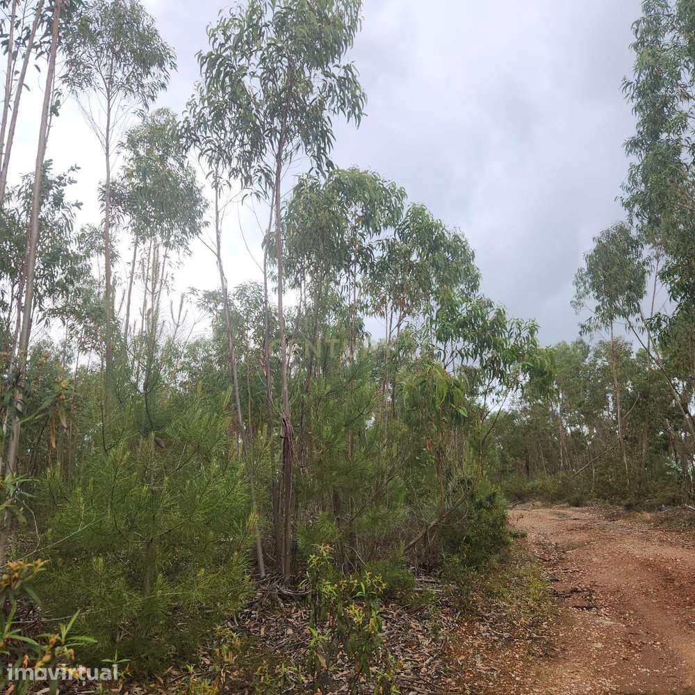 Terreno Florestal 3,4ha - Barroca da Ferranha, Perais, Vila Velha de R - Grande imagem: 4/14