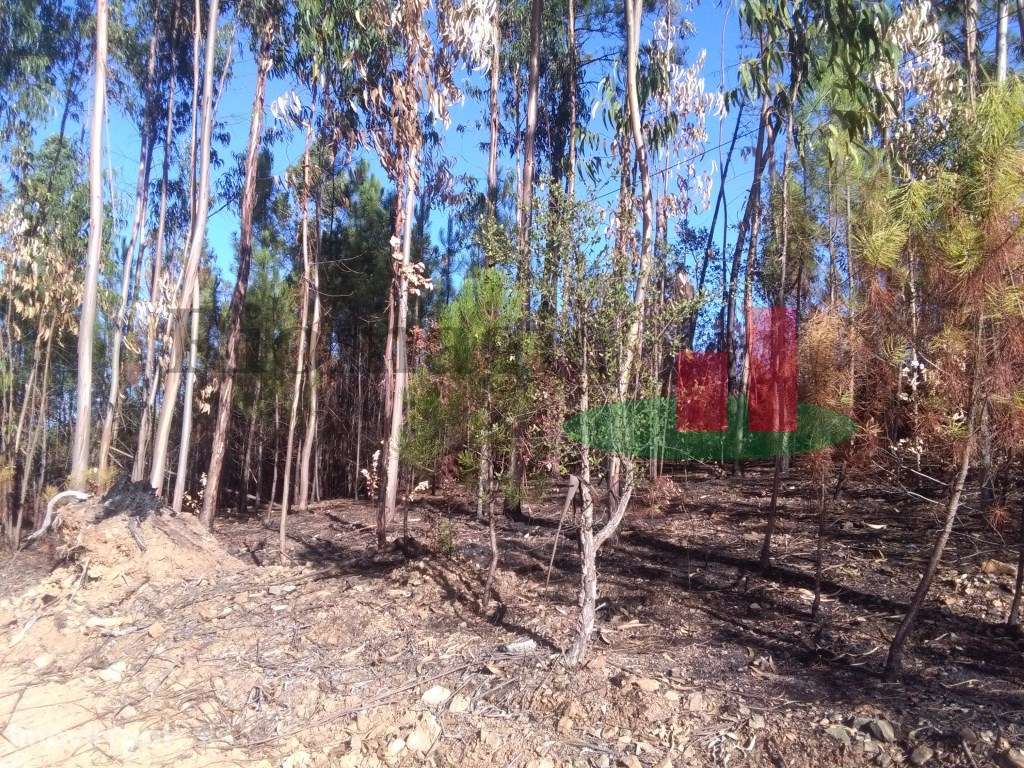 Terreno Rústico Cardigos ***RIOMAGIC*** - Grande imagem: 3/7