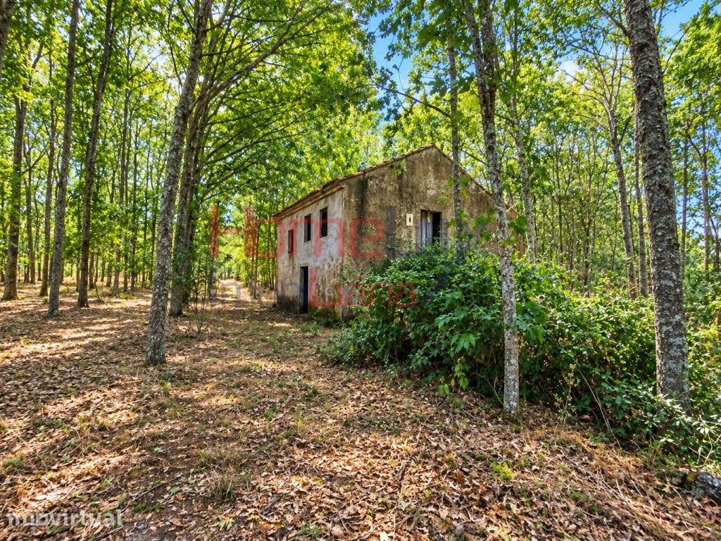 Quinta com Ruína em Germil, Penalva do Castelo - Grande imagem: 3/60