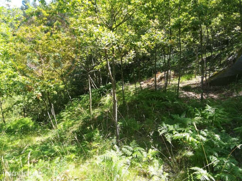 TERRENO COM APROXIMADAMENTE 14.000M² EM CERVA, RIBEIRA DE PENA - Grande imagem: 4/7