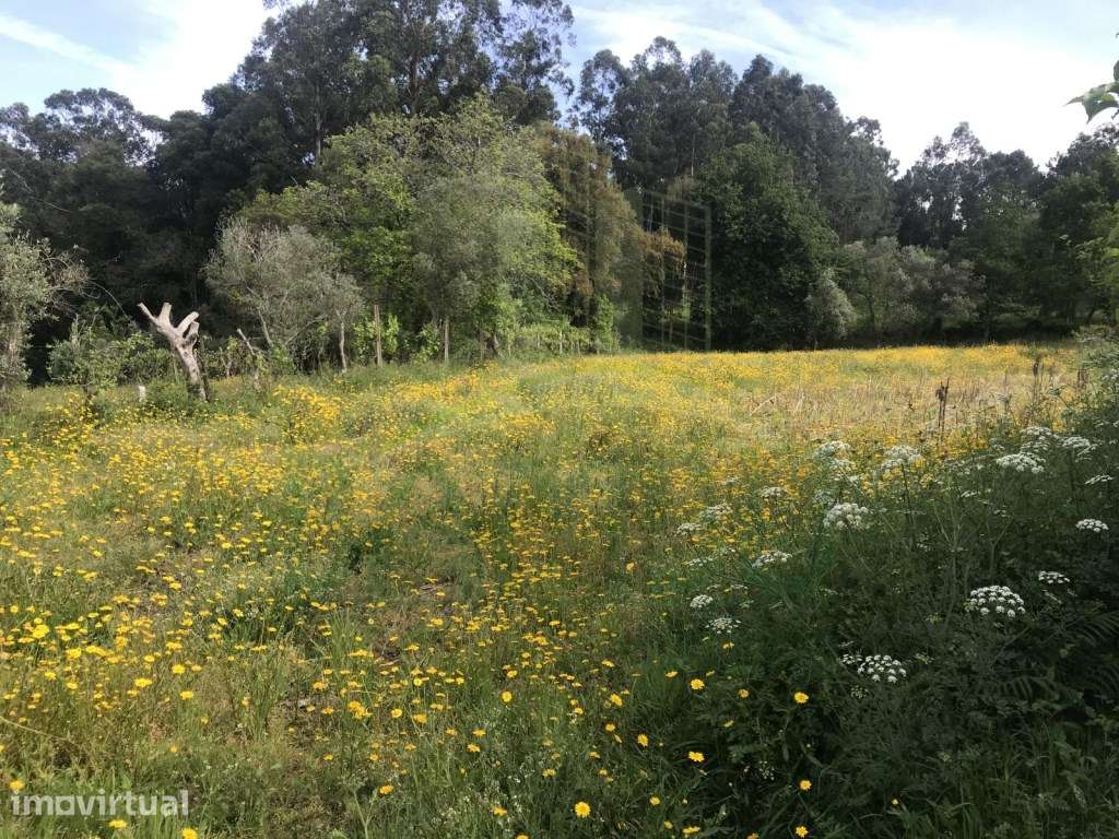 Terreno para venda - Grande imagem: 4/8