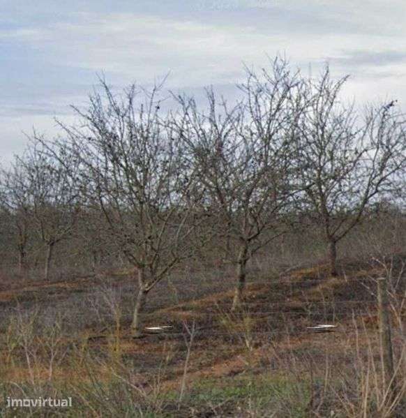Terreno agrícola com água EDIA/Furo em Messejana-Aljustrel - Grande imagem: 2/2