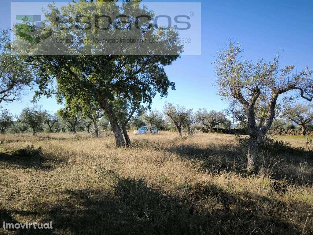 Olival da Lomba - Salgueiro do Campo - Grande imagem: 2/7