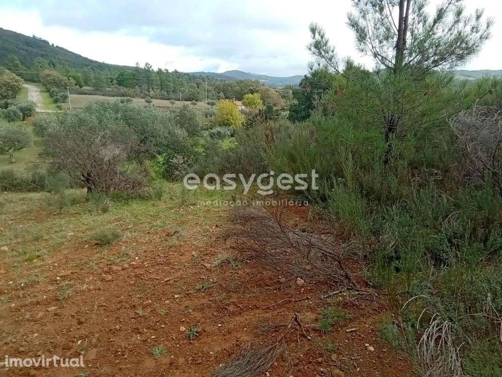 Terreno Rustico com cultura de oliveiras no Vale Senhora da Povoa - Grande imagem: 4/24