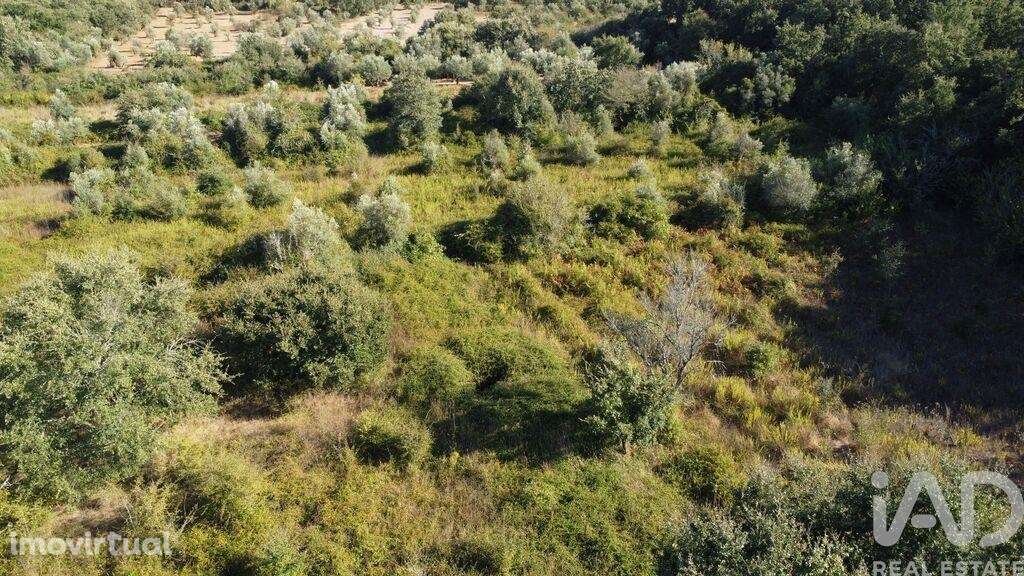 Terreno em Areias e Pias de 1850,00 m2 - Grande imagem: 2/13