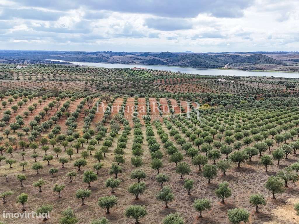 Herdade junto ao Alqueva com 15 hectares com Olival - Grande imagem: 3/23