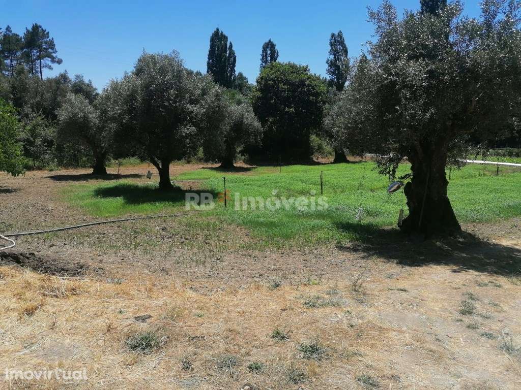 Terreno rústico com poço - Cem Soldos, Tomar - Grande imagem: 3/5