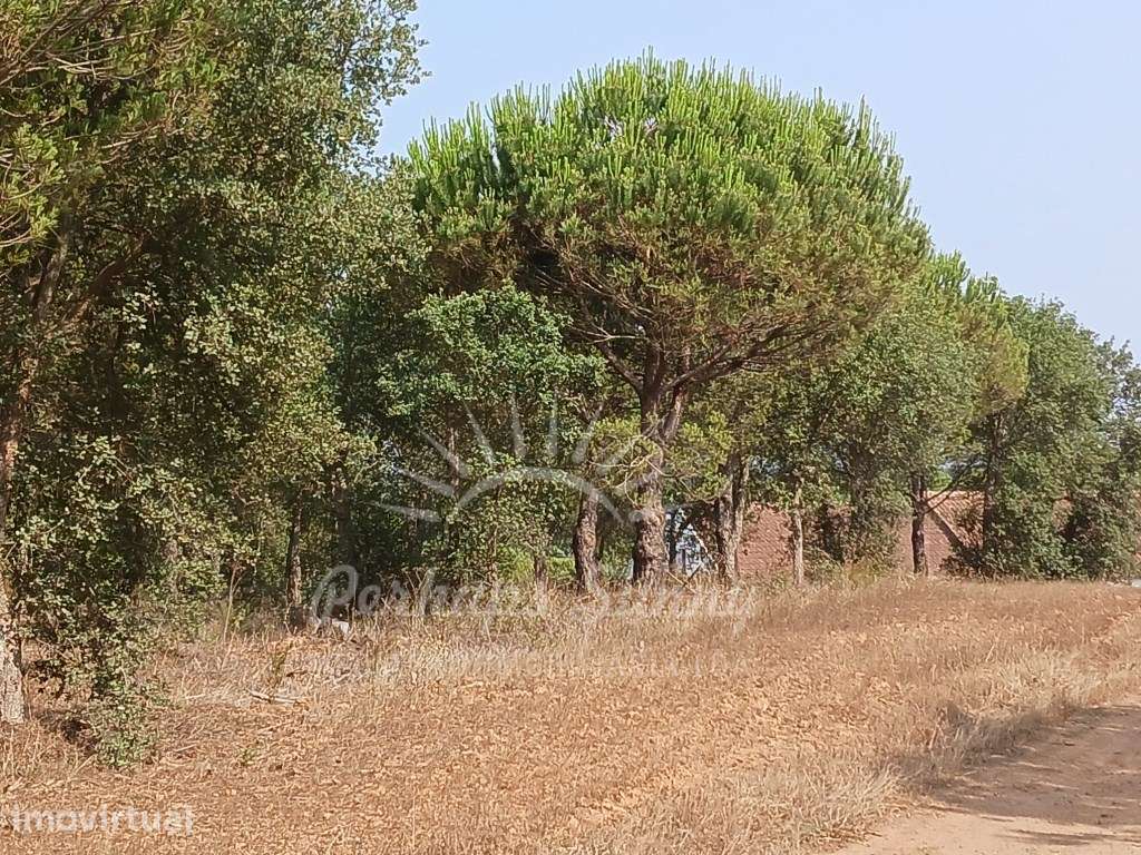 Herdade Raco de Baixo - Cercal e São Luís - Grande imagem: 3/33