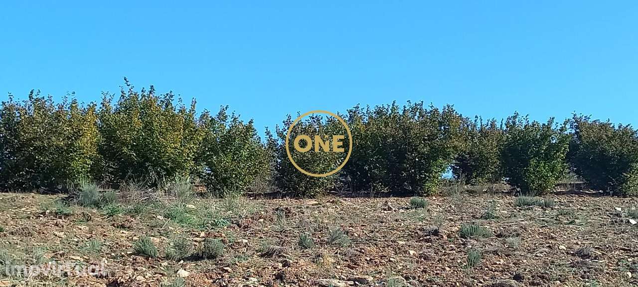 Terreno rústico/agrícola com 1,7 hectares, em Argozelo, Vimioso, Braga - Grande imagem: 5/17