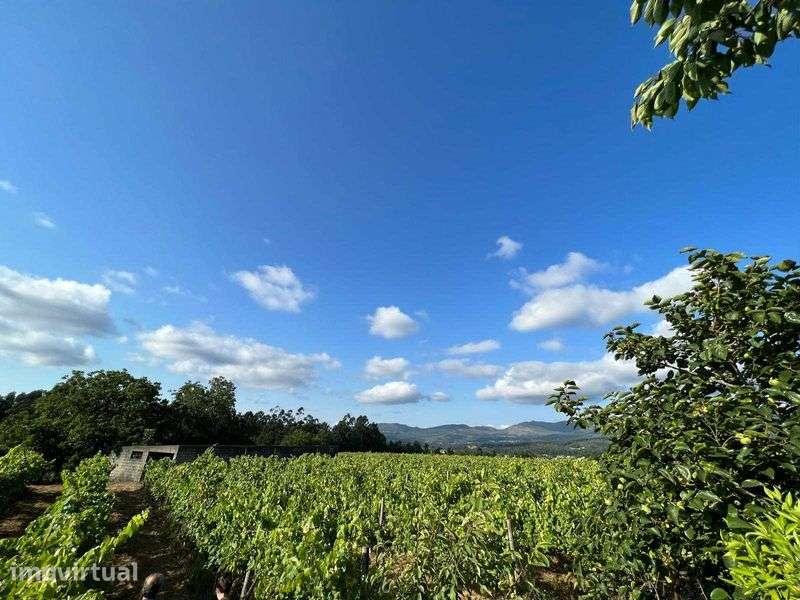Quinta com vinha em Valença (Torre, São Julião) - Grande imagem: 2/12