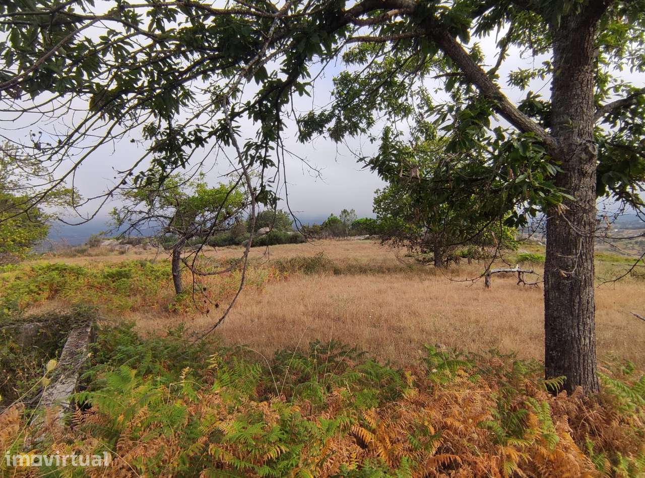 Quintinha  Venda em Figueiró da Serra e Freixo da Serra,Gouveia - Grande imagem: 3/6